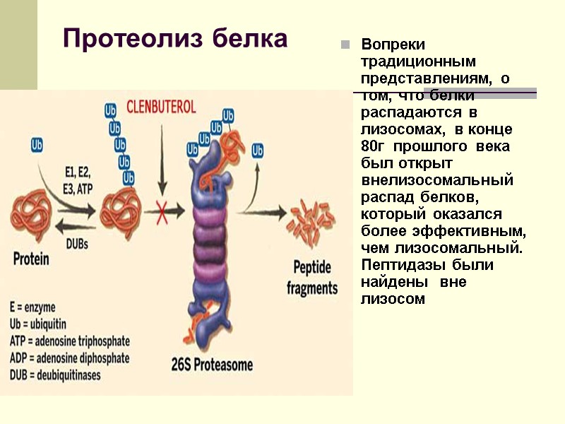 Протеолиз белка Вопреки традиционным представлениям, о том, что белки распадаются в лизосомах, в конце